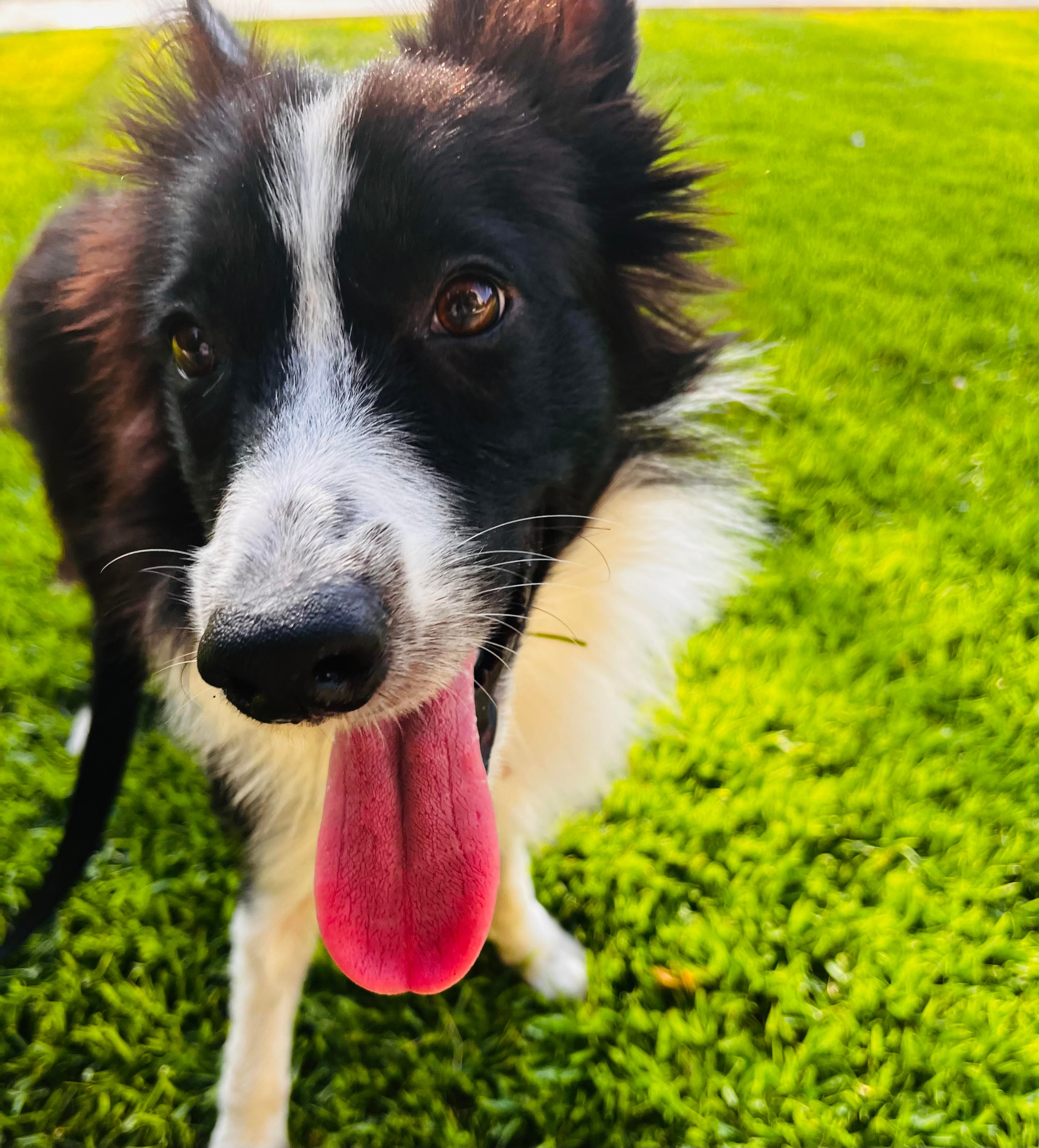 Niya, the Border Collie who inspired Nilu